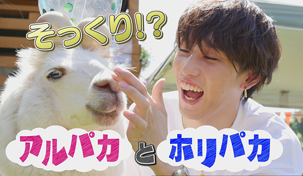 ホリナツのカンムリ(仮)